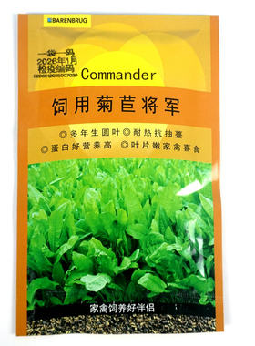 百绿进口将军菊苣种子
