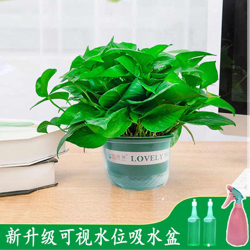 绿萝盆栽植物长藤新房好养垂吊兰办公室家用绿植绿箩吸甲醛水培图片
