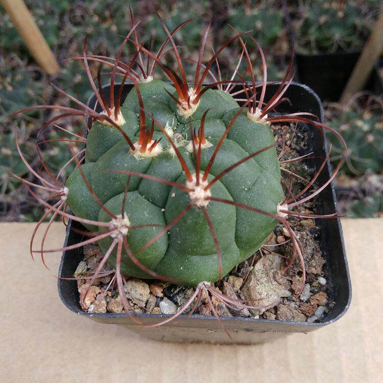 多肉植物仙人球约3-4cm 实生新天地 裸根 园艺花卉盆栽绿植