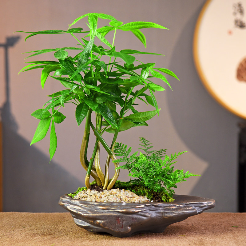发财树绿植室内盆栽招财树办公客厅桌面中式复古美观摆件四季常青