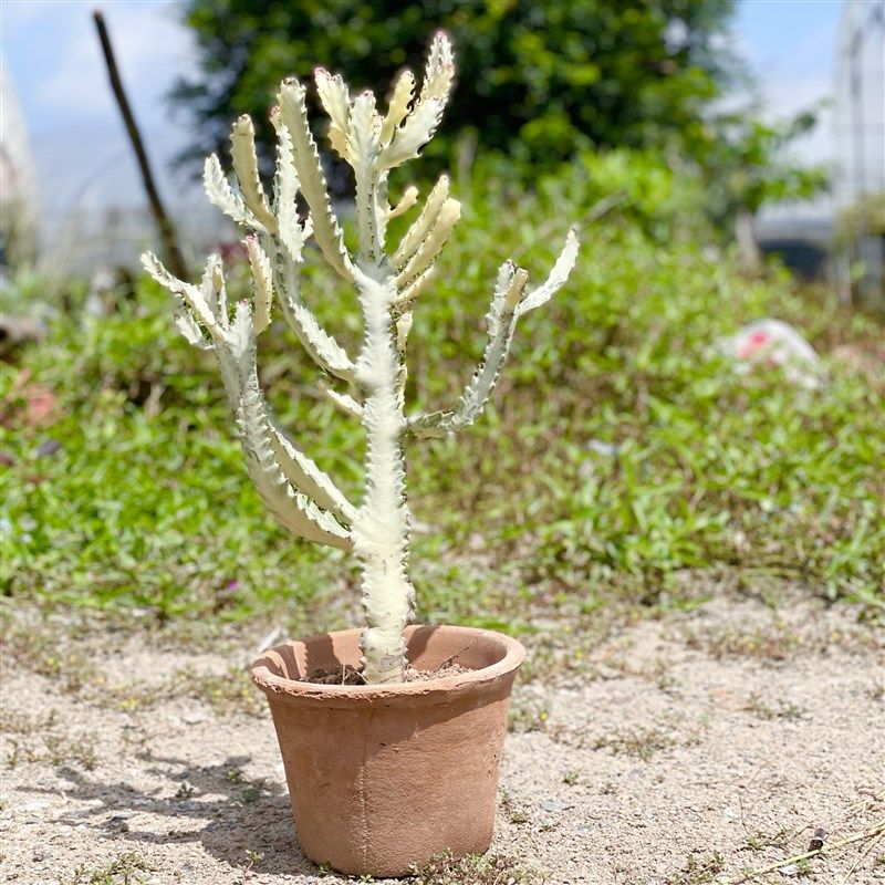 沙生植物庭院造景白龙骨仙人掌盆栽沙生植物景观植物民宿装饰