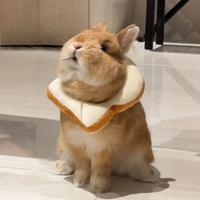 小兔子伊麗莎白圈防舔防咬軟項圈侏儒兔龍貓豚鼠貓咪脖圈寵物用品