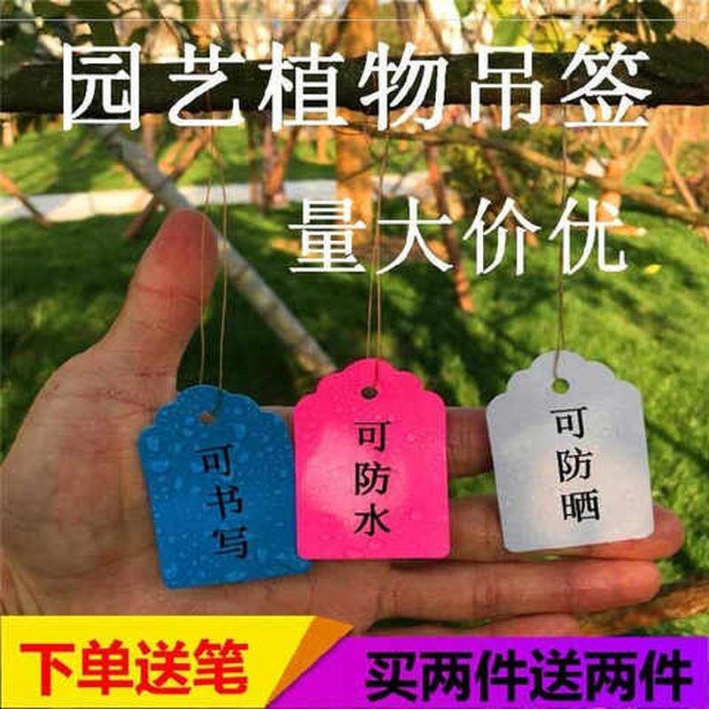 极速花卉牌PVCl花草树木标牌盆景卡片名称标记果树仓储悬挂分类牌