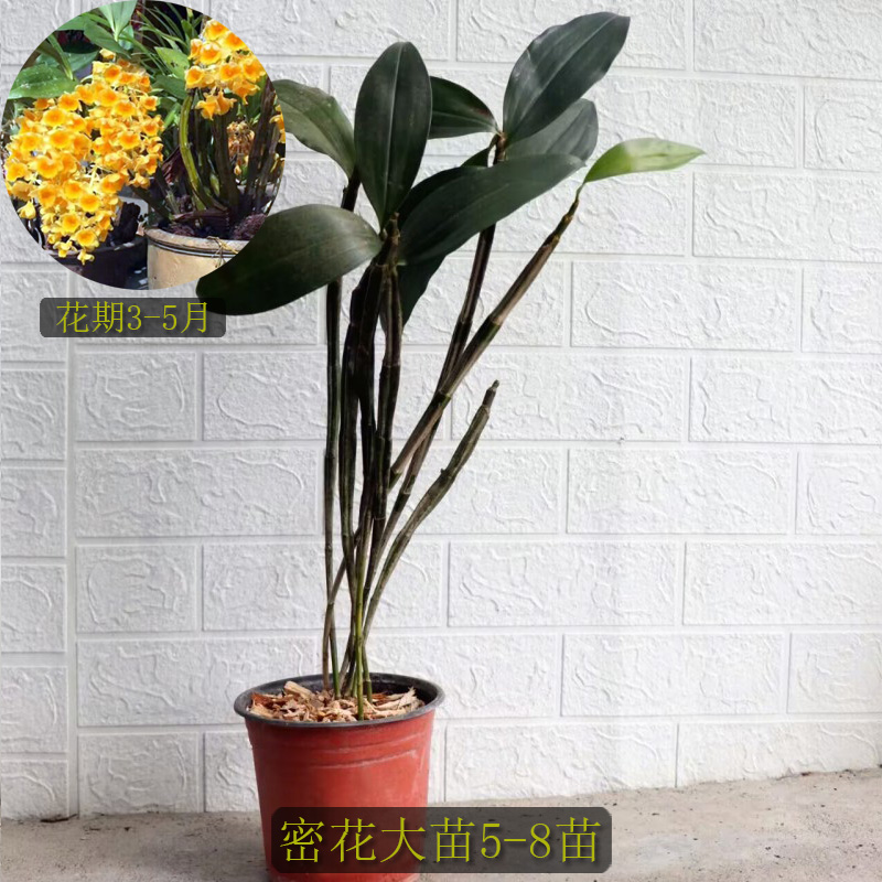 极速密花石斛蜜花球形花金黄色花不落叶石斛O开花大气非常漂亮洋