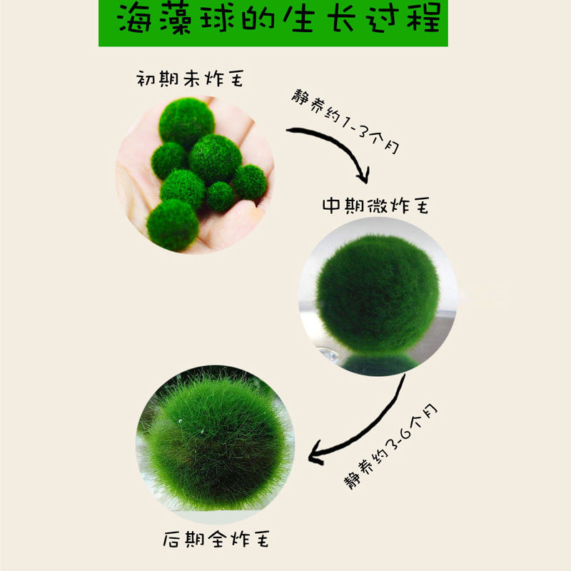 极速幸福海藻球marimo生态瓶盆栽创意迷你水培Q植物微景观缸藻球