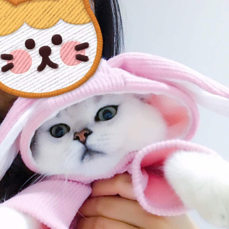 极速兔耳卫衣狗狗比熊泰迪猫x咪衣服宠物秋冬春秋网红抖音同款猫