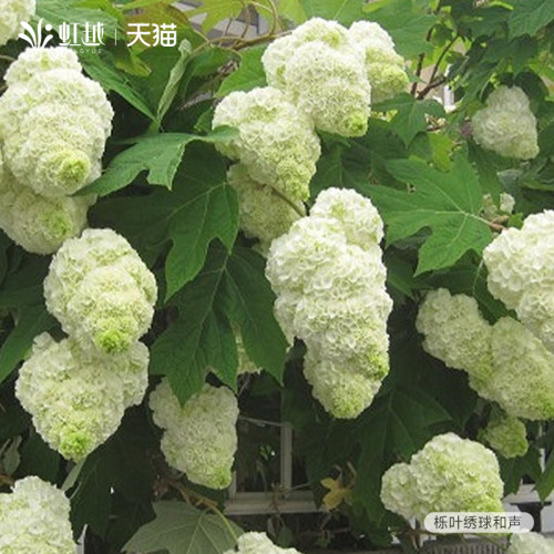 中华木绣c球欧洲木绣球盆栽花苗阳台大庭院树苗耐热好养早春开花