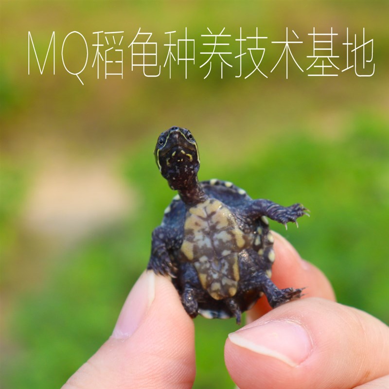 外塘观赏麝香龟苗活体蛋龟深水龟乌龟宠物迷你活物观赏龟好养可爱