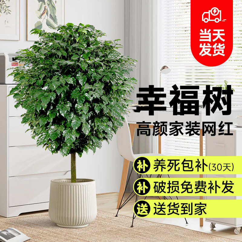 幸福树客厅盆栽大绿植室内大型办公室旺宅真花独杆老桩落地式植物