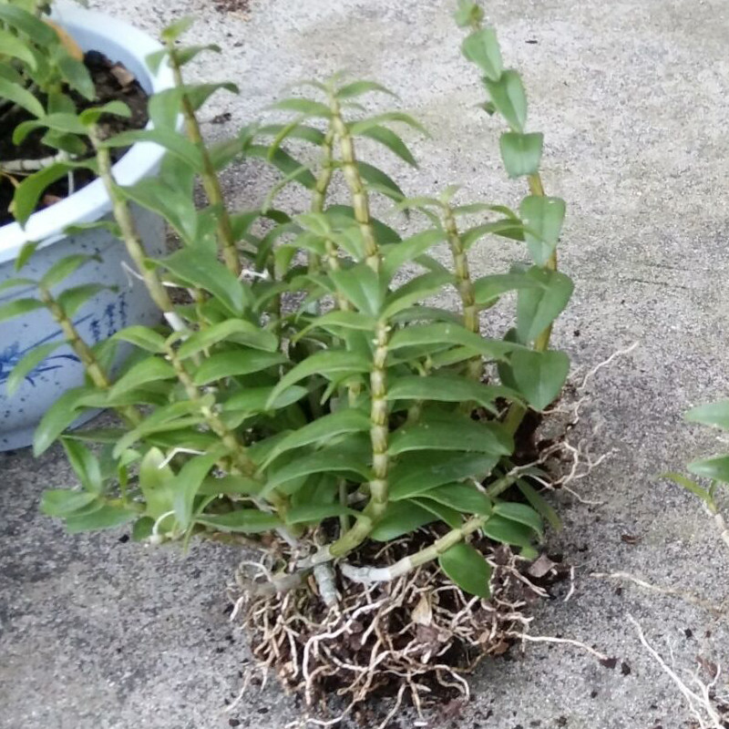 四年铁皮石斛苗 正宗霍山石斛苗 石斛盆栽可食用 室内绿植米斛苗