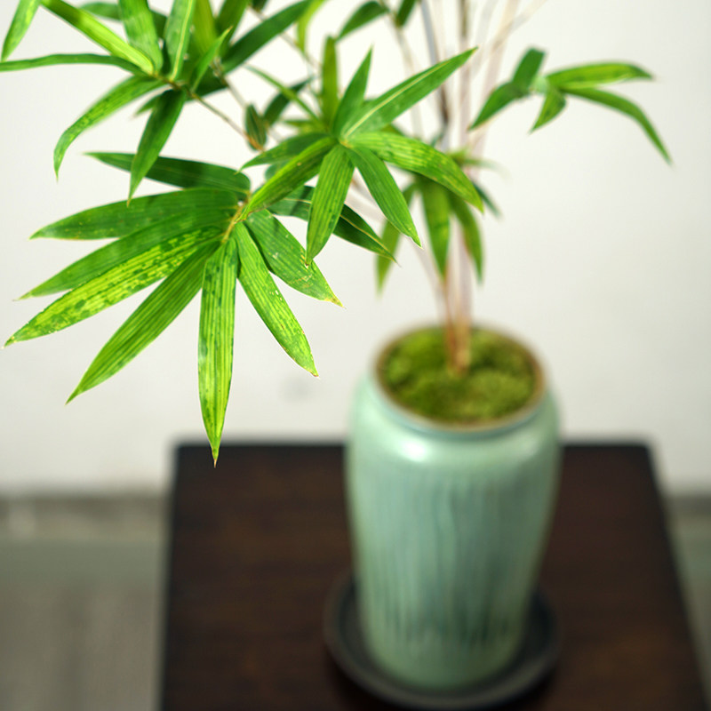红竹红观音竹桌面竹子盆栽中式书房办公室茶室竹子盆景植物绿植花