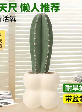 量天尺仙人掌仙人柱无刺天轮柱盆栽老桩多肉室内桌面北欧风绿植
