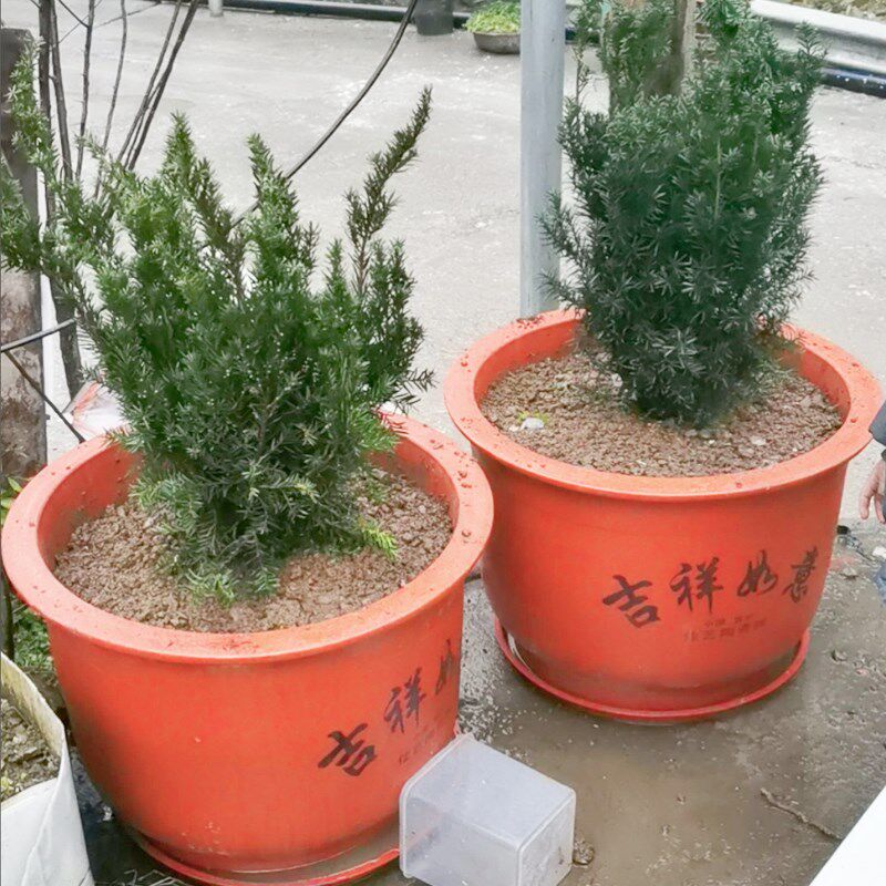 特大号陶瓷花盆大口径平口盆庭院种树桩桂花盆发财树特价花盆透气