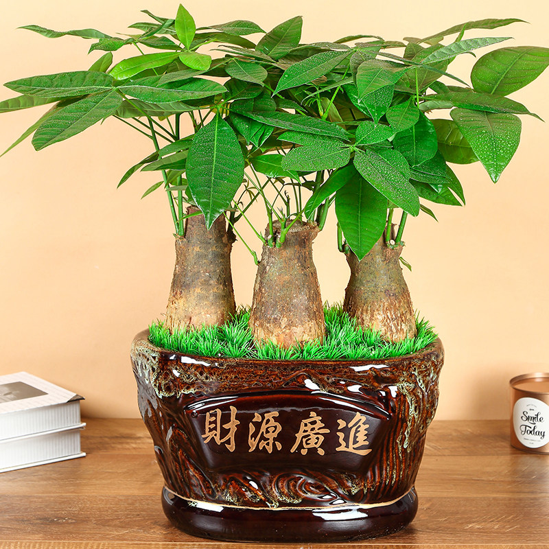 发财树盆栽植物室内大棵盆景好养易活乔迁送礼开业办公室绿植花卉