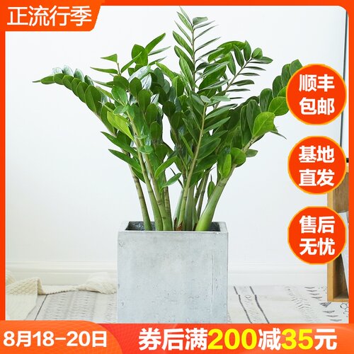 金钱树盆栽植物室内钱串子大盆四季常青办公室客厅观叶绿植发财树
