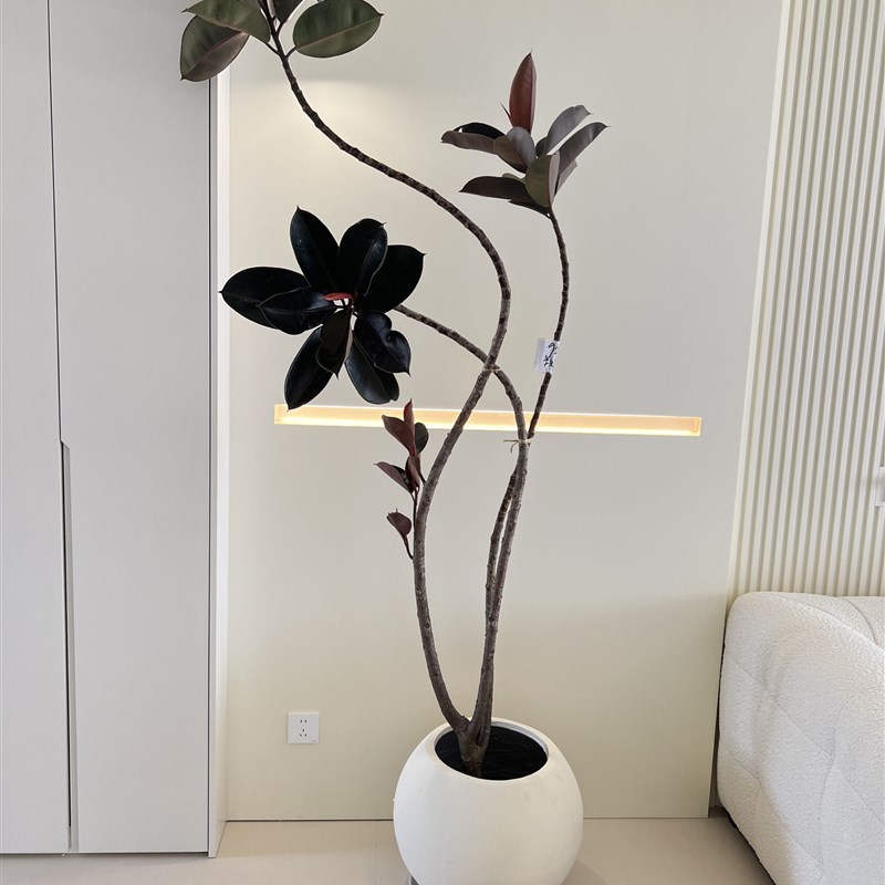 黑金刚造型橡皮树大型绿植盆栽室内客厅好养植物