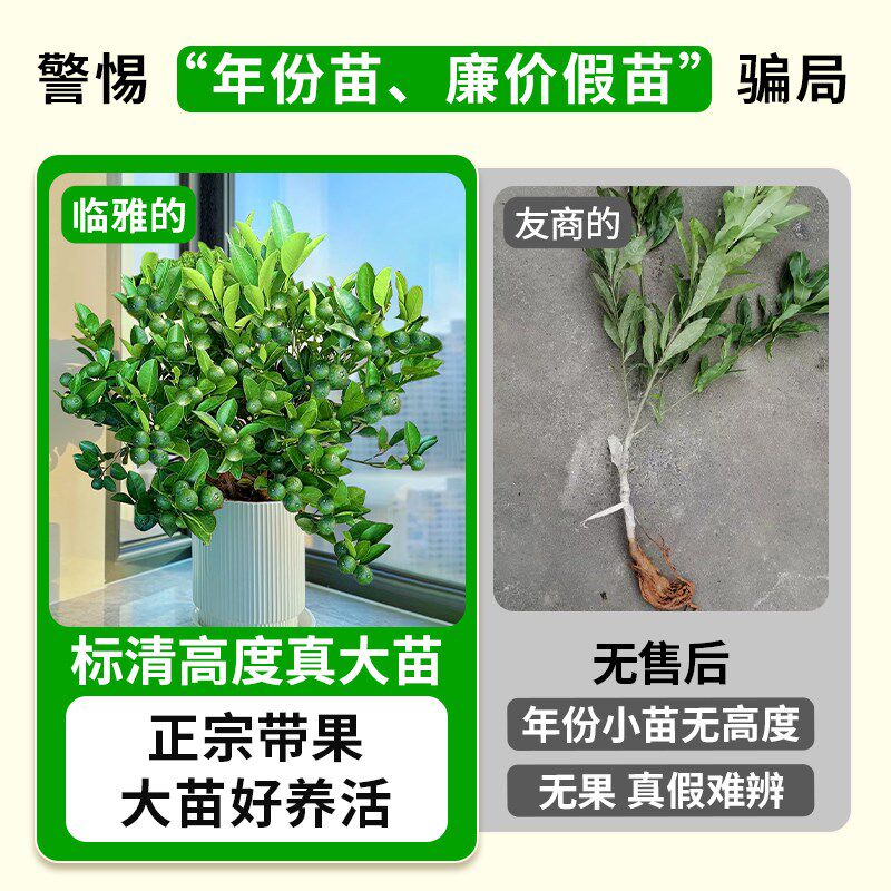 小青柠树苗海南小青桔金桔树香水柠檬树盆栽庭院阳台果树果苗