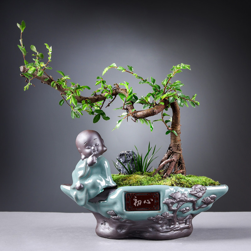小叶榆树幸福树绿宝盆栽植物办公室内花卉好养四季常青桌面小绿植