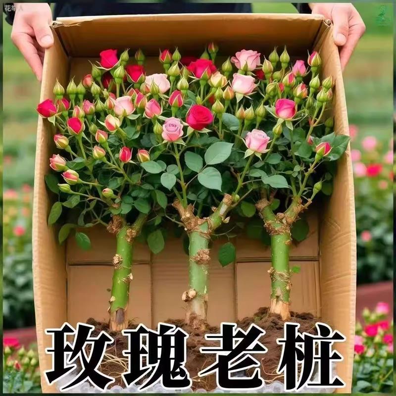 云南基地直发玫瑰老桩开花树苗月季花苗特大花卉四季老根盆栽室内