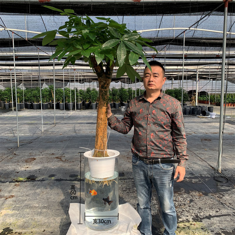 和鱼共养水培植物发财树龟背竹也门铁幸福树七彩铁金纽垂丝茉莉