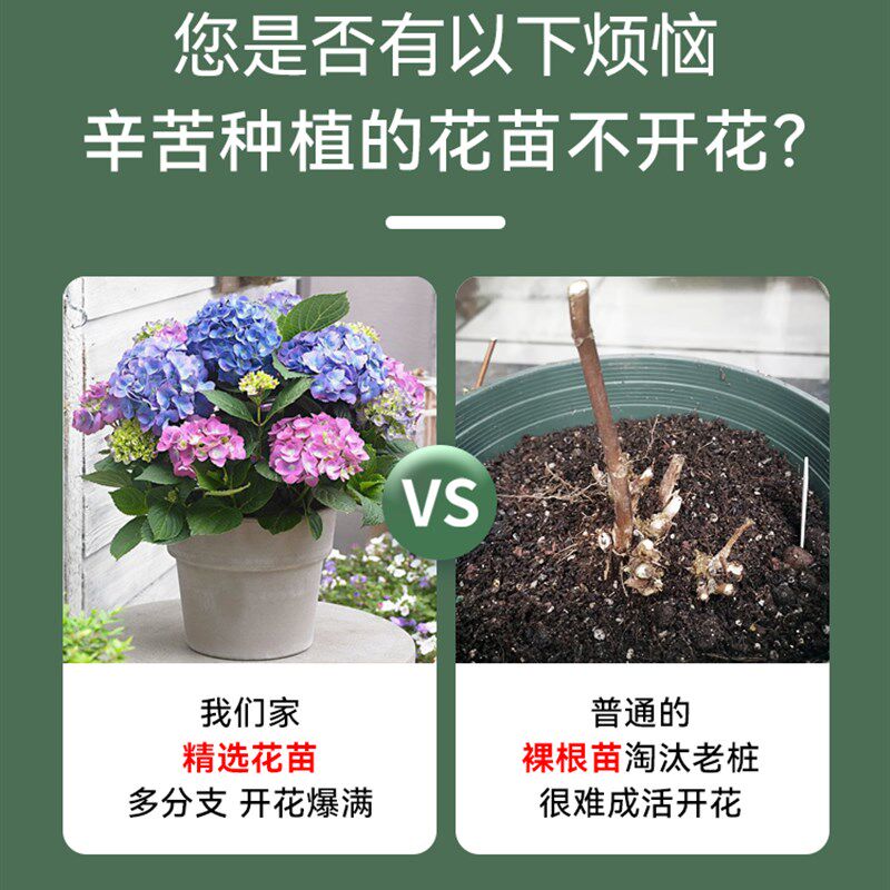 绣球花苗盆栽带花苞无尽夏特大老桩室内阳台庭院四季开花卉绿植物