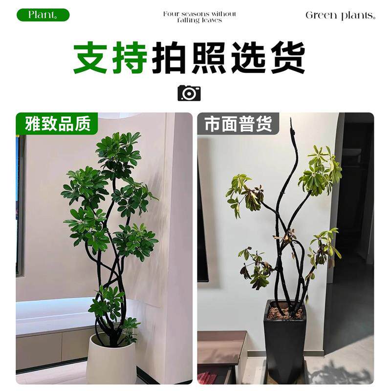 造型鸭脚木客厅大型盆栽高级感八方来财鸭掌木鹅掌柴招财树大绿植