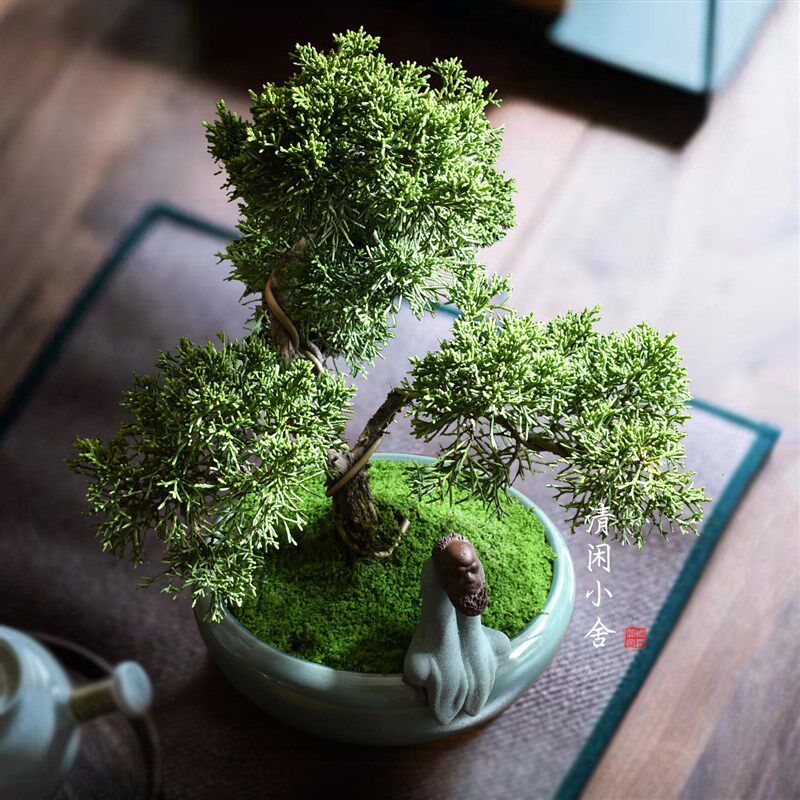 真柏室内盆栽四季常青庭院盆景办公室桌面绿植好养活植物创意礼物