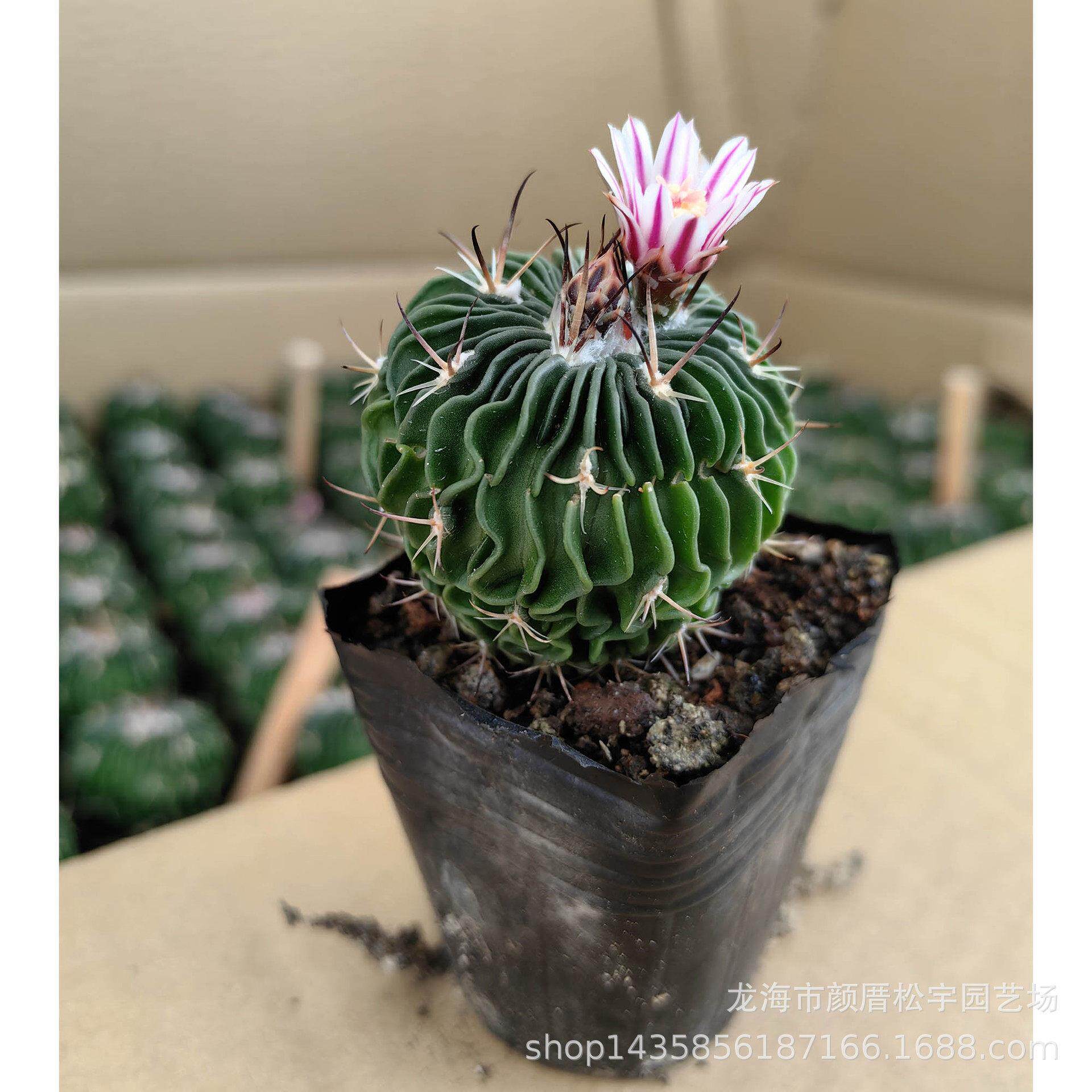多肉植物约3-4cm实生多凌玉千波万波仙人球 裸根花卉盆栽绿植