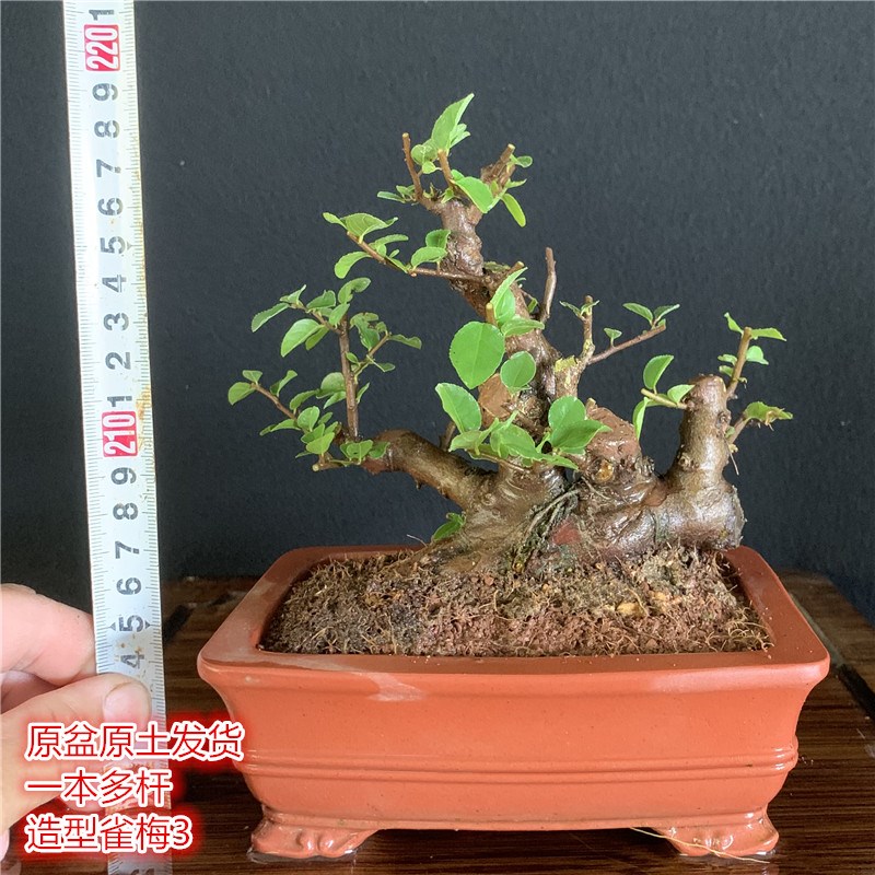 精品对节白蜡小老桩小叶榔榆盆景微型茶台小品红芽雀梅掌中宝盆栽