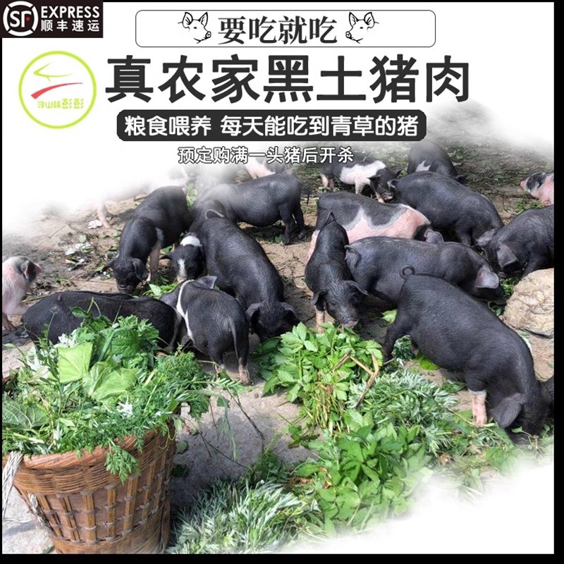 湘西新鲜土猪肉黑土猪肉农家粮食玉米红薯猪草喂养2024年一年多猪