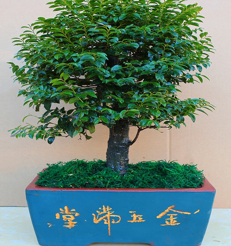 小叶紫檀盆景木树桩四季常青净化空气绿植室内客厅办公桌花卉盆栽