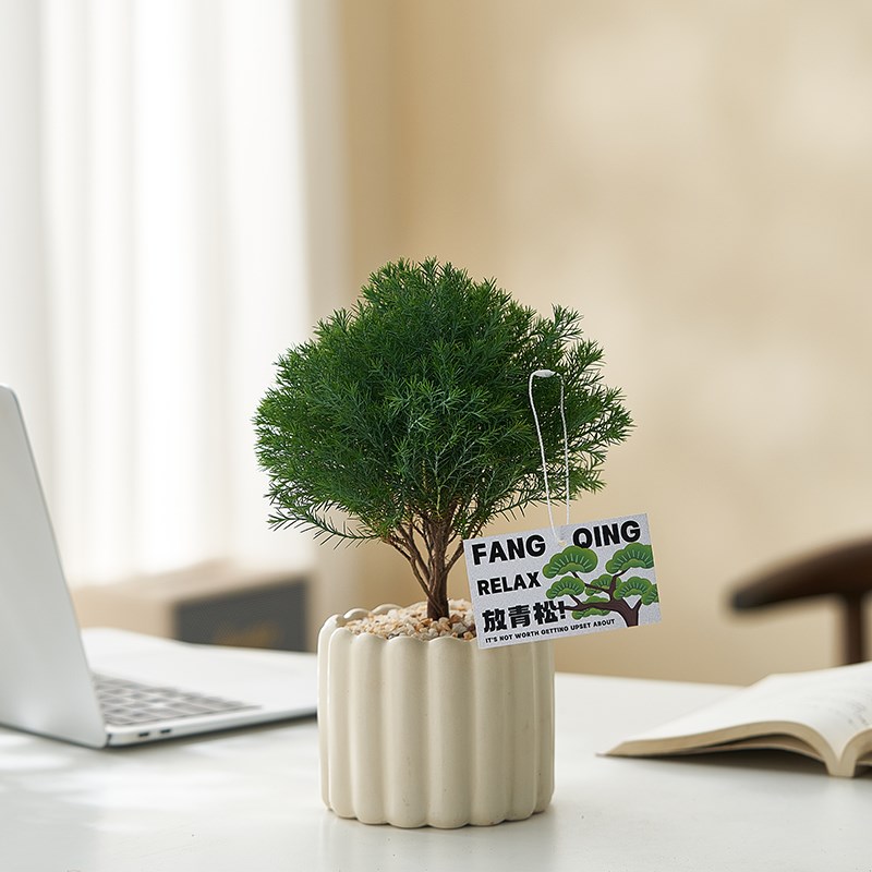 【放轻松】雾松盆栽客厅u办公室内桌面绿植小摆件净化空气