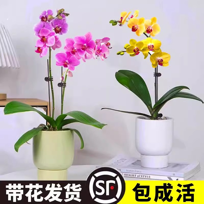 【带花发货】f蝴蝶兰花苗带花剑兰花盆栽大苗室内植物花卉四季好
