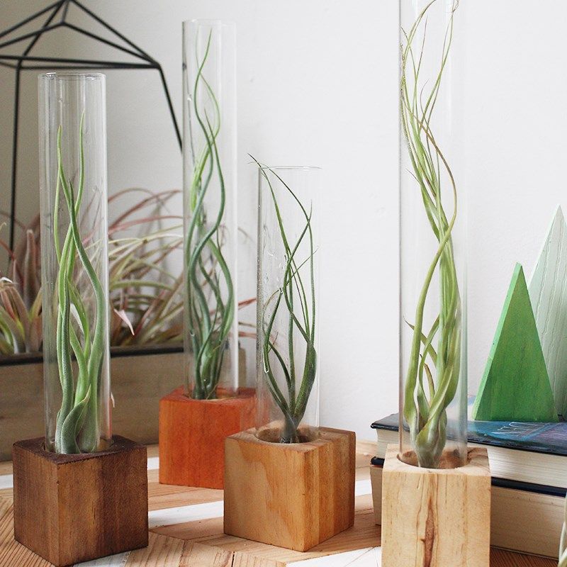 空气凤梨微景观玻璃瓶绿s植盆栽实木手工花盆创意桌面植物礼品装,鲜花速递/花卉仿真/绿植园艺,苔藓微景观,淘宝优惠券,粉丝福利购,淘宝优惠卷