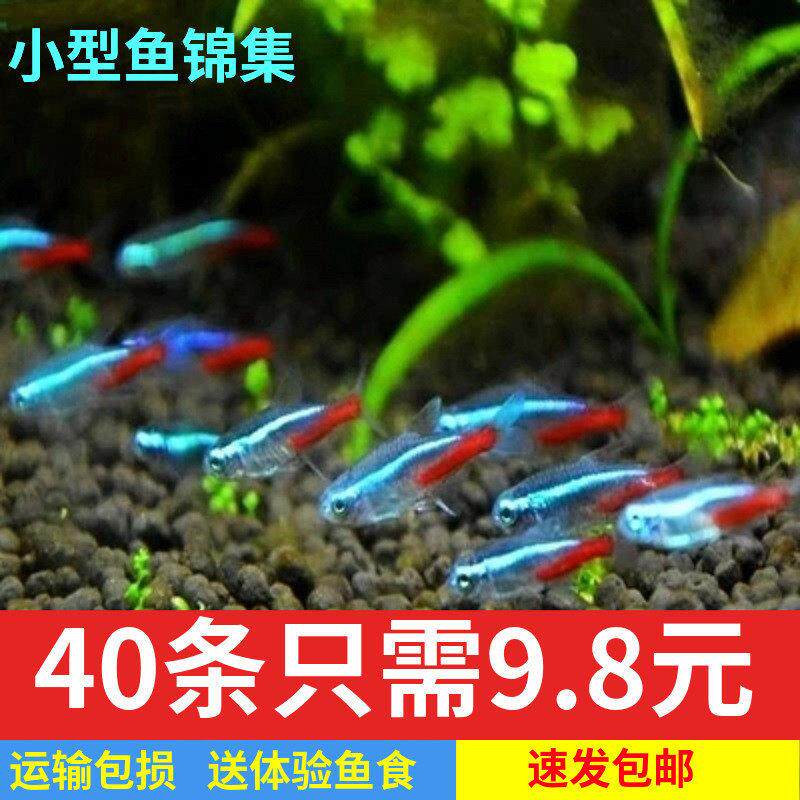 灯鱼热带鱼红绿灯观赏鱼群游鱼小型鱼莲灯红色淡水红鼻斑马群游