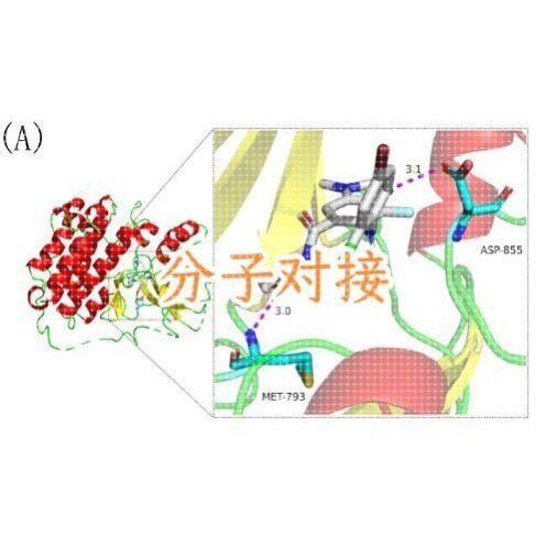 GEO TCGA数据库差异分析网络药理单细胞多组学整合研究