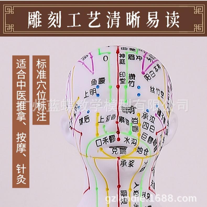 彩色针灸穴位人体模型经络穴位模特图全身中医十二扎针小皮人