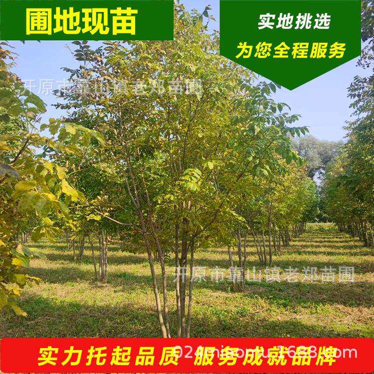 东北皂荚树丛生皂角树4-8分枝绿化风景行道树耐寒皂角籽播种小苗