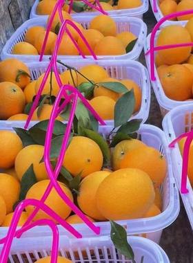 白色方卡带盖1-12斤扣草莓篮鸡蛋UDC枇形杷杨采摘梅手提水果篮