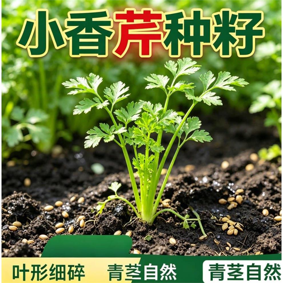老品种四季小香芹种子清