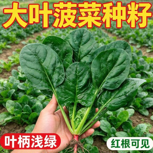 大叶菠菜种籽叶片肥厚 家庭菜园阳台盆栽 农家菜地秋播蔬菜菜籽