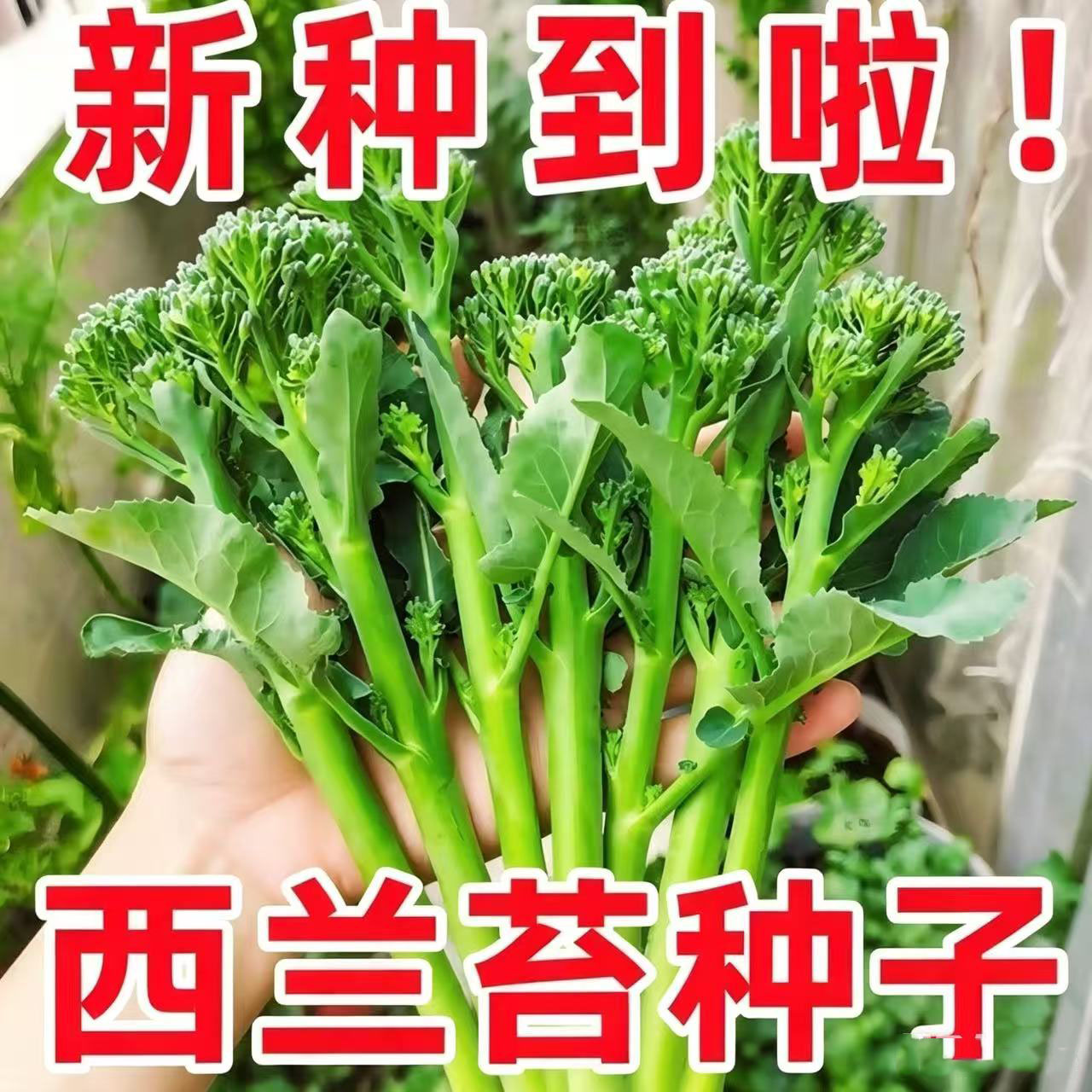 正品新种西兰苔种子绿西兰苔有机西洋芥兰田园庭院种植蔬菜苔种子 - 实物图
