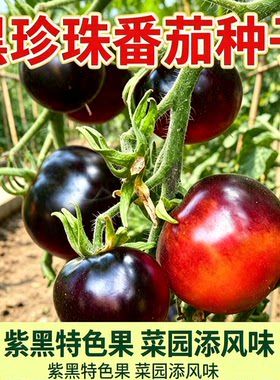 糖水炸弹黑珍珠黑番茄苗秧种子孑种籽小西红柿西黑柿种籽蕃茄种子