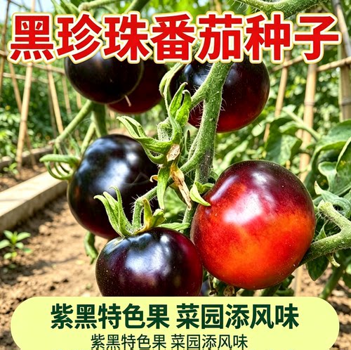 糖水炸弹黑珍珠黑番茄苗秧种子孑种籽小西红柿西黑柿种籽蕃茄种子