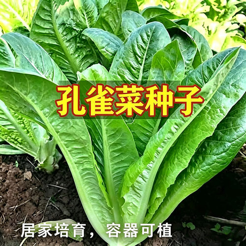 孔雀菜种籽生吃脆甜高营养直立生菜四季播生菜绿叶苦菊菜蔬菜种源