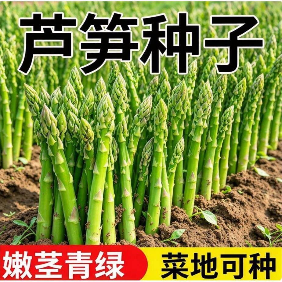 四季芦笋种子阳台盆栽绿卢笋籽种笋绿白芦笋耐热耐寒蔬菜种子
