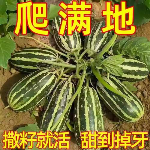 甜掉牙甜瓜种子冰糖甜瓜种子四季种香瓜种子高产庭院阳台水果种子