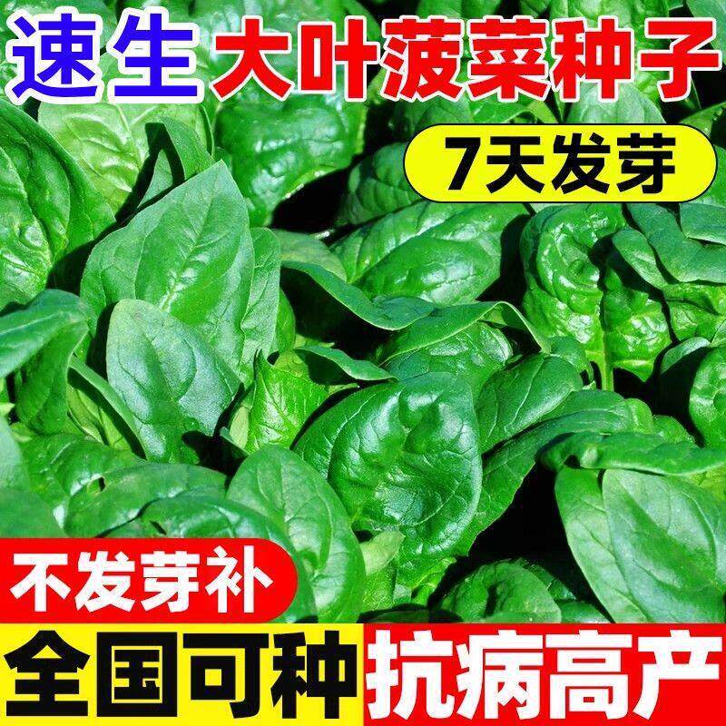 大叶菠菜种子四季蔬菜冬季籽种冬天种籽耐寒菜种盆栽波菜孑菜籽子