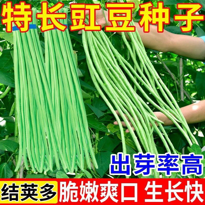 高产不搭架种植长豆角种籽无架豆角种孑大全豇豆阳台蔬菜种子早熟