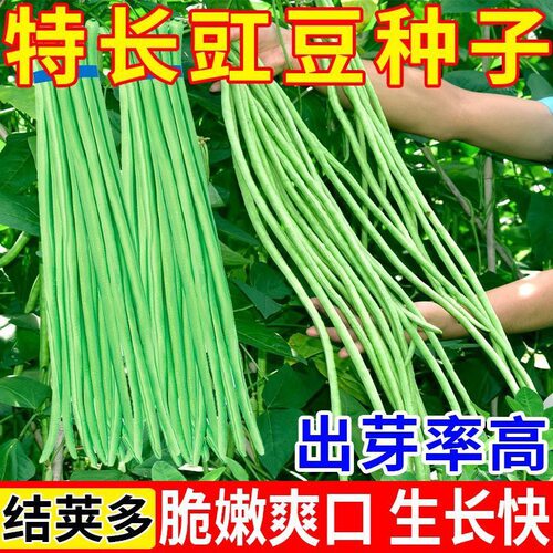 高产不搭架种植长豆角种籽无架豆角种孑大全豇豆阳台蔬菜种子早熟